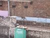 Agra