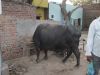 Agra