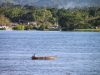 Rio Amazonas