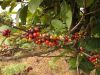 Bolaven Plateau