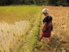 Chiang Mai