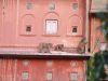 Jaipur