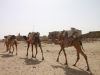 Jaisalmer