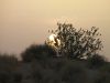 Jaisalmer