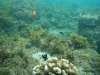 Negros  - Dumaguete a Bocolod