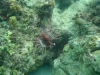 Negros  - Dumaguete a Bocolod