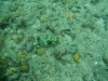 Negros  - Dumaguete a Bocolod