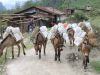 Trekking Annapurna