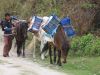 Trekking Annapurna