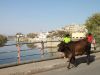 Udaipur